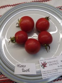 Fuzzy Rose paradicsom - Paradicsom különlegességek az Egzotikus Növények Stúdiója kínálatából